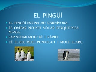 EL PINGÜÍ
 EL PINGÜÍ ÉS UNA AU CARNÍVORA.
 ÉS OVÍPAR, NO POT VOLAR PERQUÈ PESA
MASSA.
 SAP NEDAR MOLT BÉ I RÀPID.
 TÉ EL BEC MOLT PUNXEGUT I MOLT LLARG.
 