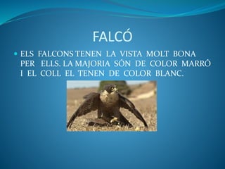 FALCÓ
 ELS FALCONS TENEN LA VISTA MOLT BONA
PER ELLS. LA MAJORIA SÓN DE COLOR MARRÓ
I EL COLL EL TENEN DE COLOR BLANC.
 