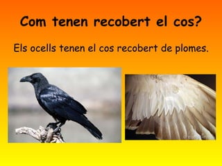 Com   tenen recobert el cos? Els ocells tenen el cos recobert de plomes. 