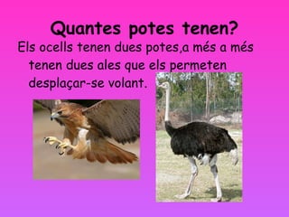 Quantes potes tenen? Els ocells tenen dues potes,a més a més tenen dues ales que els permeten desplaçar-se volant.  