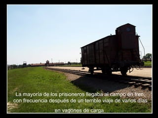 La mayoría de los prisioneros llegaba al campo en tren,
con frecuencia después de un terrible viaje de varios días
en vagones de carga
 