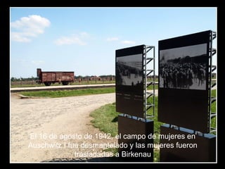 El 16 de agosto de 1942, el campo de mujeres en
Auschwitz I fue desmantelado y las mujeres fueron
trasladadas a Birkenau
 