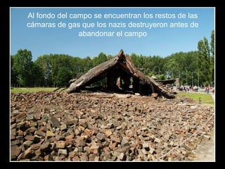 Al fondo del campo se encuentran los restos de las
cámaras de gas que los nazis destruyeron antes de
abandonar el campo
 