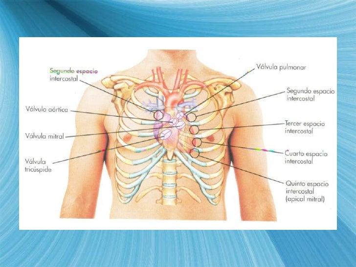 FOCOS CARDIACOS AUSCULTACION DOWNLOAD FOCOS CARDIACOS AUSCULTACION DOWNLOAD