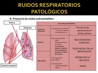 B. Presencia de ruidos sobreañadidos:
VÍAS AÉREAS INFERIORES
ESTERTOR
TRAQUEAL
Secreciones acumuladas
en laringe, tráquea
y bronquios p,s y t .
Presencia de
secreciones en
dichas aéreas
RONCUS
Estenosis parcial del
árbol
traqueobronquial
ya sea por
mucosidades
espesas , espasmo
de la musculatura
bronquial y edema
de mucosa.
R ( bronquios de
gran calibre )
S ( bronquios de
mediano/ pequeño
calibre )
MUCOSIDADES
ESPESAS:
FASE INICIAL DE LA
BRONQUITIS
EDEMA DE LA
MUCOSA:
ASMA
SIBILANCIAS
Estertor traqueal
Roncus
Sibilantes
 