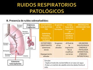 B. Presencia de ruidos sobreañadidos:
Estertores
Crepitantes
Estertores
Subcrepitantes
ESTERTORES
SUBCREPITAN
TES
(estertores
húmedos,
mucosos o de
burbujas)
Se genera
en los
bronquios
- Ambas
fases de la
respiración
- Se
modifican o
movilizan
con la tos
- BRONQUITIS
BRONQUIECTASI
AS
ESTERTORES
CREPITANTES
(estertores
secos)
Depegamiento
alveolar
Se genera
en los
alveolos
-Al final de
la
inspiración
- No se
modifican
con la tos
- NEUMONÍA
INSUFICIENCIA
CARDIACA
- PATOLOGÍA
INTERSTICIAL
(FIBROSIS
INTERSTICIAL)
Simular:
- Sopla a través de una bombilla en un vaso con agua
-Frotar un mechón de cabello entre los dedos frente al
oído.
 