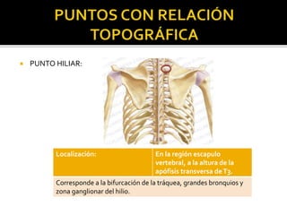  PUNTO HILIAR:
Localización: En la región escapulo
vertebral, a la altura de la
apófisis transversa deT3.
Corresponde a la bifurcación de la tráquea, grandes bronquios y
zona ganglionar del hilio.
 