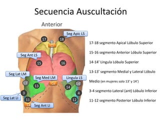 Secuencia Auscultación
                             Anterior
                                             Seg Apic LS
                             17         18
                                                           17-18 segmento Apical Lóbulo Superior
                                   Cl
                                                           15-16 segmento Anterior Lóbulo Superior
             Seg Ant LS

                        15              16                 14-14’ Lingula Lóbulo Superior

                                                           13-13’ segmento Medial y Lateral Lóbulo
   Seg Lat LM
                       Seg Med LM            Lingula LS
              13’                                          Medio (en mujeres solo 13’ y 14’)
                                C6                 14’
                       13                    14
                                                           3-4 segmento Lateral (ant) Lóbulo Inferior
              3                                        4
Seg Lat LI        11                              12       11-12 segmento Posterior Lóbulo Inferior
                   C8 Seg Ant LI
 