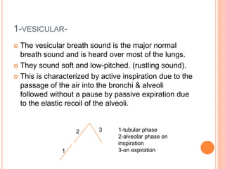 1-VESICULAR- 
 The vesicular breath sound is the major normal 
breath sound and is heard over most of the lungs. 
 They sound soft and low-pitched. (rustling sound). 
 This is characterized by active inspiration due to the 
passage of the air into the bronchi & alveoli 
followed without a pause by passive expiration due 
to the elastic recoil of the alveoli. 
1 
2 3 1-tubular phase 
2-alveolar phase on 
inspiration 
3-on expiration 
 