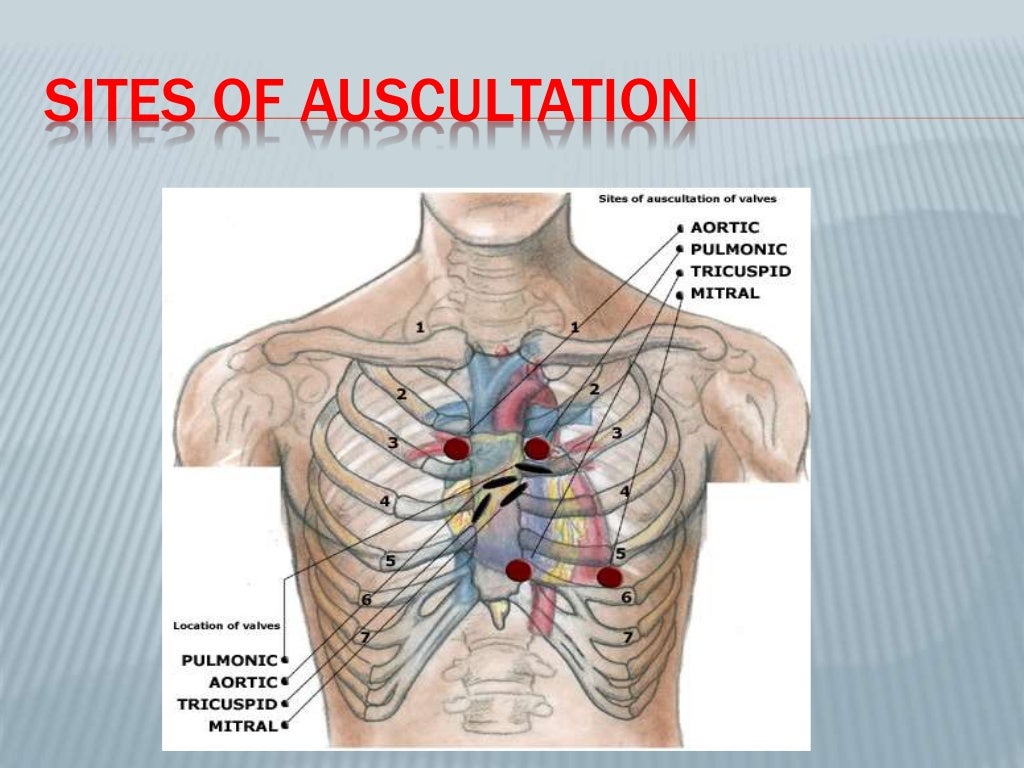 percussion and Auscultation of cardiovascular system with heart sound…
