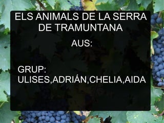 ELS ANIMALS DE LA SERRA
DE TRAMUNTANA
AUS:
GRUP:
ULISES,ADRIÁN,CHELIA,AIDA
 