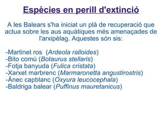 Espècies en perill d'extinció A les Balears s'ha iniciat un plà de recuperació que actua sobre les aus aquàtiques més amenaçades de l'arxipèlag. Aquestes són sis:   -Martinet ros  ( Ardeola ralloides )   -Bito comú ( Botaurus stellaris )   -Fotja banyuda ( Fulica cristata )   -Xarxet marbrenc ( Marmaronetta angustirostris )   -Ànec capblanc ( Oxyura leucocephala )   -Baldriga balear ( Puffinus mauretanicus ) 