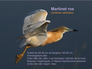 Ardeid de 40-49 cm de llargària i 82-95 cm d'envergadura alar. Color falb clar, ales i cua blanques i plomes de la nuca llargues i negrenques. A l'època reproductora presenta el bec de color negre i blau. Martinet ros ( Ardeola ralloides ) 