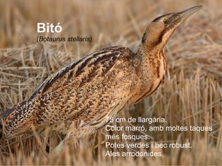 75 cm de llargària. Color marró, amb moltes taques més fosques.  Potes verdes i bec robust. Ales arrodonides. Bitó ( Botaurus stellaris) 