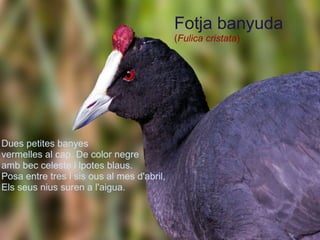 Dues petites banyes vermelles al cap. De color negre  amb bec celeste i lpotes blaus. Posa entre tres i sis ous al mes d'abril, Els seus nius suren a l'aigua. Fotja banyuda ( Fulica cristata ) 