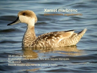 38-40 cm de llargària. El plomatge colors somorts, bru amb taques blanques. No té mirall.  Mascle mostra una mena de cresta a l'estiu.   Xarxet marbrenc ( Marmaronetta angustirostris ) 