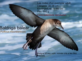 Les mides d'un exemplar adult: Llargada: 30-38 cm Envergadura: 76-89 cm Pes: 500 g Malgrat el seu nom, només cria a les illes Pitiüses. Baldriga balear ( Puffinus mauretanicus ) L'únic endemisme reproductor ! 