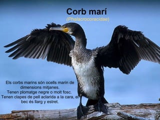     Els corbs marins són ocells marin de dimensions mitjanes. Tenen plomatge negre o molt fosc.  Tenen clapes de pell aclarida a la cara, el bec és llarg y estret. Corb marí (Phalacrocoracidae ) 