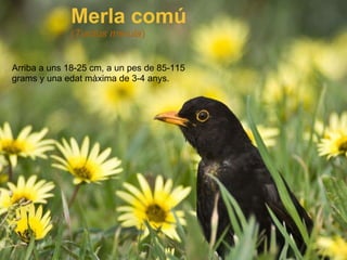     Merla comú ( Turdus merula ) Arriba a uns 18-25 cm, a un pes de 85-115 grams y una edat màxima de 3-4 anys. 
