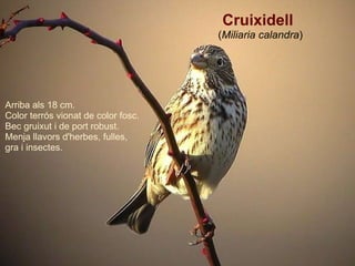     Cruixidell ( Miliaria calandra ) Arriba als 18 cm. Color terrós vionat de color fosc. Bec gruixut i de port robust. Menja llavors d'herbes, fulles, gra i insectes. 