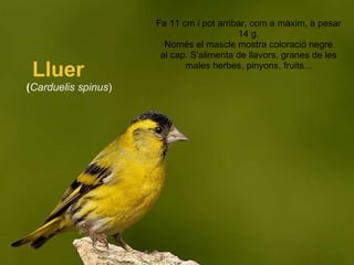   Lluer ( Carduelis spinus ) Fa 11 cm i pot arribar, com a màxim, a pesar 14 g. Només el mascle mostra coloració negre al cap. S'alimenta de llavors, granes de les males herbes, pinyons, fruits... 