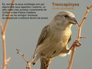   Trencapinyes ( Loxia curvirostra )  És, tant per la seua morfologia com per alguns dels seus aspectes i costums, un dels ocells més curiosos i sorprenents de l'avifauna dels Països Catalans. El seu bec és revingut i encreuat, és adaptat per a extreure llavors de pinyes. 