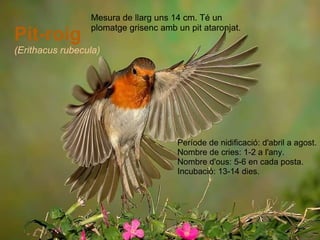 Pit-roig (Erithacus rubecula) .  Període de nidificació: d'abril a agost. Nombre de cries: 1-2 a l'any. Nombre d'ous: 5-6 en cada posta.  Incubació: 13-14 dies. Mesura de llarg uns 14 cm. Té un plomatge grisenc amb un pit ataronjat. 