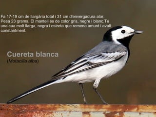 Fa 17-19 cm de llargària total i 31 cm d'envergadura alar. Pesa 23 grams. El mantell és de color gris, negre i blanc.Té una cua molt llarga, negra i estreta que remena amunt i avall constantment.   Cuereta blanca ( Motacilla alba ) 