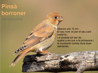 Pinsà  borroner Mesura uns 12 cm. El seu nom ve per el seu cant metàl·lic. La posada sol ser de  quatre a sis ous a la primavera i  la incubació només dura dues  setmanes.   (Pyrrhula pyrrhula) 