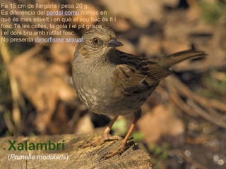 Xalambrí ( Prunella modularis ) Fa 15 cm de llargària i pesa 20 g. És diferencia del  pardal comú  només en què és més esvelt i en què el seu bec és fi i fosc.Té les celles, la gola i el pit grisos  i el dors bru amb ratllat fosc. No presenta  dimorfisme sexual . 