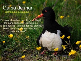 Garsa de mar ( Haematopus ostralegus )   És un ocell amb el cap, la gola, el coll, les parts superiors i l'extrem de la cua negres i la resta del cos blanca. Té un bec llarg, vermell ataronjat i medeix 40-45 cm. 