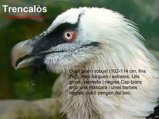 Trencalòs ( Gypaetus barbatus ) Ocell gran i robust (102-114 cm, fins 7kg). Ales llargues i estretes. Ulls grocs, vermells i negres.Cap blanc amb una màscara i unes barbes negres que li pengen del bec. 