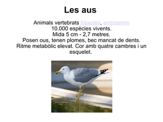 Les aus  Animals vertebrats  bípedes ,  endoterms 10.000 espècies vivents. Mida 5 cm - 2,7 metres. Posen ous, tenen plomes, bec mancat de dents. Ritme metabòlic elevat. Cor amb quatre cambres i un esquelet.  