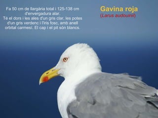 Fa 50 cm de llargària total i 125-138 cm d'envergadura alar. Té el dors i les ales d'un gris clar, les potes d'un gris verdenc i l'iris fosc, amb anell orbital carmesí. El cap i el pit són blancs. Gavina roja ( Larus audouinii ) 