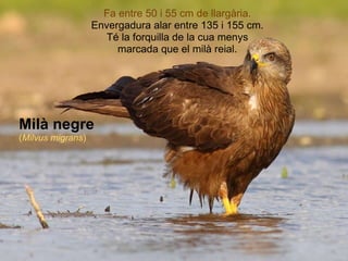 Milà negre ( Milvus migrans ) Fa entre 50 i 55 cm de llargària. Envergadura alar entre 135 i 155 cm. Té la forquilla de la cua menys marcada que el milà reial. 