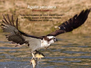   T é la part superior de color marró obscur i la inferior blanca amb taques fosques.  Medeix uns 51-58 cm.  Àguila peixatera   ( Pandion haliaetus ) 