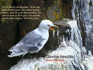 Gavina tresdits ( Rissa tridactyla ) Fa 37-42 cm de llargada. Té el cap relativament gros i les potes curtes i negres, amb el quart dit posterior. És blanca amb el dors gris i les puntes de les ales negres. Té el bec groc. 