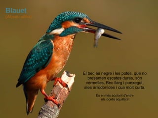 Blauet ( Alcedo atthis ) El bec és negre i les potes, que no presenten escates dures, són vermelles. Bec llarg i punxegut, ales arrodonides i cua molt curta. És el més acolorit d'entre   els ocells aquàtics! 