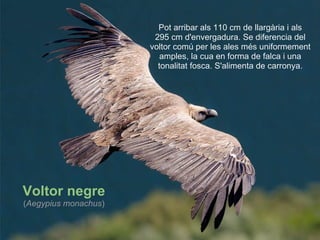 Voltor negre ( Aegypius monachus ) Pot arribar als 110 cm de llargària i als 295 cm  d'envergadura. Se diferencia del voltor comú  per les ales més uniformement amples, la cua en forma de falca i una tonalitat fosca. S'alimenta de carronya. 