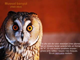 Els ulls són de color ataronjat.Unes plomes fan un disseny facial característic en forma de "X". El cos mostra tonalitats brunes i grises amb ratlles i taques més fosques.  És un  rapinyaire   nocturn. Mussol banyut ( Asio otus ) 