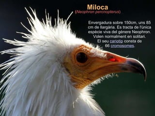 Miloca ( Neophron percnopterus ) Envergadura sobre 150cm, uns 85  cm de llargària. Es tracta de l'única  espècie viva del gènere Neophron.  Volen normalment en solitari.  El seu  cariotip  consta de  66  cromosomes . 