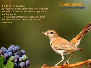 Cuaenlairat ( Cercotrichas galactotes ) Fa 15 cm de llargària. El mantell i la cua (molt llarga i en forma de ventall) són de color vermellenc, per sota és  bru pàl·lid.  Té una peculiar forma de posar-se, amb les ales penjants i la cua desplegada i aixecada. 