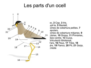 Les parts d'un ocell                                 1  Bec,  2  Cap,  3  Iris,  4  Pupil·la,  5  Mantell,  6  Plomes de cobertura petites,  7  Escapulars,  8  Plomes de cobertura mitjanes,  9  Terciàries,  10  Gropa,  11  Primàries,  12  Baix-ventre,  13  Cuixa,  14  Articulació tibiotarsal,  15  Tars,  16  Peus,  17  Tíbia,  18  Ventre,  19  Flancs,  20  Pit,  21  Gorja,  22  Cresta 
