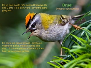   Bruel ( Regulus ignicapillus ) És un dels ocells més petits d'Espanya (fa uns 9 cm). Té el dors verd i el ventre blanc groguenc. És comú als grans boscos i també en vegetació baixa, matolls a prop dels rius... A l'hivern encara s'escampa més, fins i tot ocupa els jardins. 