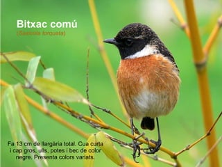     Bitxac comú ( Saxicola torquata ) Fa 13 cm de llargària total. Cua curta i cap gros, ulls, potes i bec de color negre. Presenta colors variats. 