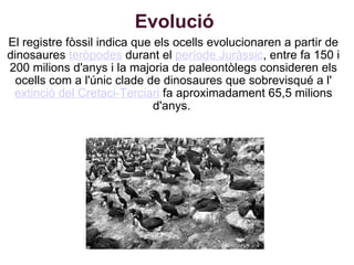 Evolució  El registre fòssil indica que els ocells evolucionaren a partir de dinosaures  teròpodes  durant el  període Juràssic , entre fa 150 i 200 milions d'anys i la majoria de paleontòlegs consideren els ocells com a l'únic clade de dinosaures que sobrevisqué a l' extinció del Cretaci-Terciari  fa aproximadament 65,5 milions d'anys.  