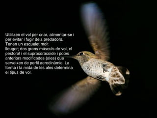   Utilitzen el vol per criar, alimentar-se i per evitar i fugir dels predadors.  Tenen un esquelet molt lleuger; dos grans músculs de vol, el pectoral i el supracoracoide i potes anteriors modificades (ales) que serveixen de perfil aerodinàmic. La forma i la mida de les ales determina el tipus de vol. 