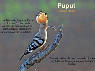 Puput ( Upupa epops ) Uns 28 cm de llargària. És de color marró rosat, amb les ales i la cua ratllades de blanc i negre i ...
