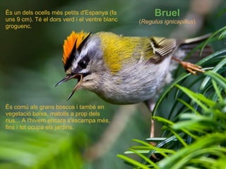   Bruel ( Regulus ignicapillus ) És un dels ocells més petits d'Espanya (fa uns 9 cm). Té el dors verd i el ventre blanc g...