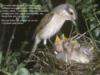 Els ocells són socials, es comuniquen  utilitzant senyals visuals i a través de  crides i cants, i participen en comportam...